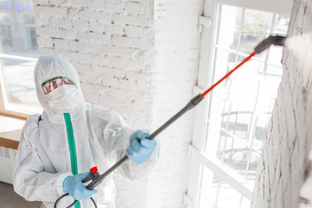 Reliable East Pittsburgh, PA Mold Remediation Solutions